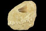 Mosasaur (Prognathodon) Tooth In Rock - Morocco #127667-1